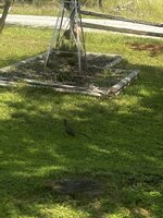 Roadrunner.jpg