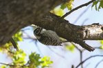 IMGP6134-cr.jpg