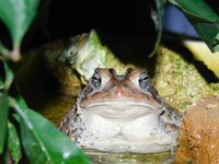 superfrog 031.JPG
