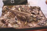 Pak 44_5045.JPG