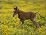 Two-Day-Old Arabian Colt, Louisville, Kentucky.jpg