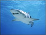 Lemon Shark.jpg
