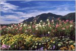 Flatirons&Flowers.jpg