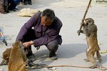 monkeytrainer_450x300.jpg