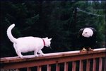 cat.JPG