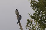 IMGP8079-cr.jpg