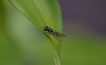 IMGP8088-cr.jpg