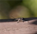 woodbug.jpg