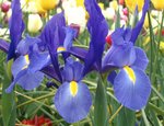 Flower3.jpg