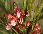 Flower1.jpg