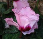 Flower2.jpg