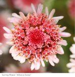 Flower1.JPG