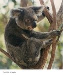 Koala.JPG