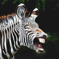 Sexy Zebra