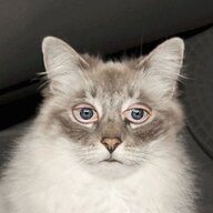 Koko