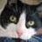 Moggy*