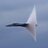 AEROfighter