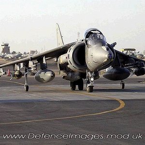 Harrier