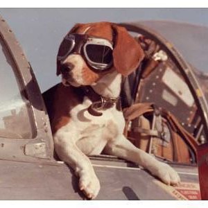 RAF  War Dog