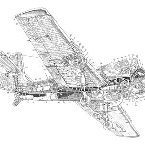 short-seamew-cutaway-drawing