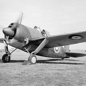 Brewster F2A Buffalo, RAF AS430, 1940 (2)