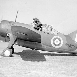 Brewster F2A Buffalo, RAF AS430, 1940 (1)