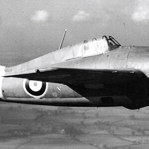 Grumman Martlet Mk.I  s/n. AL257 of No.804 Squadron FAA (4)