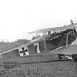 Halberstadt D.II