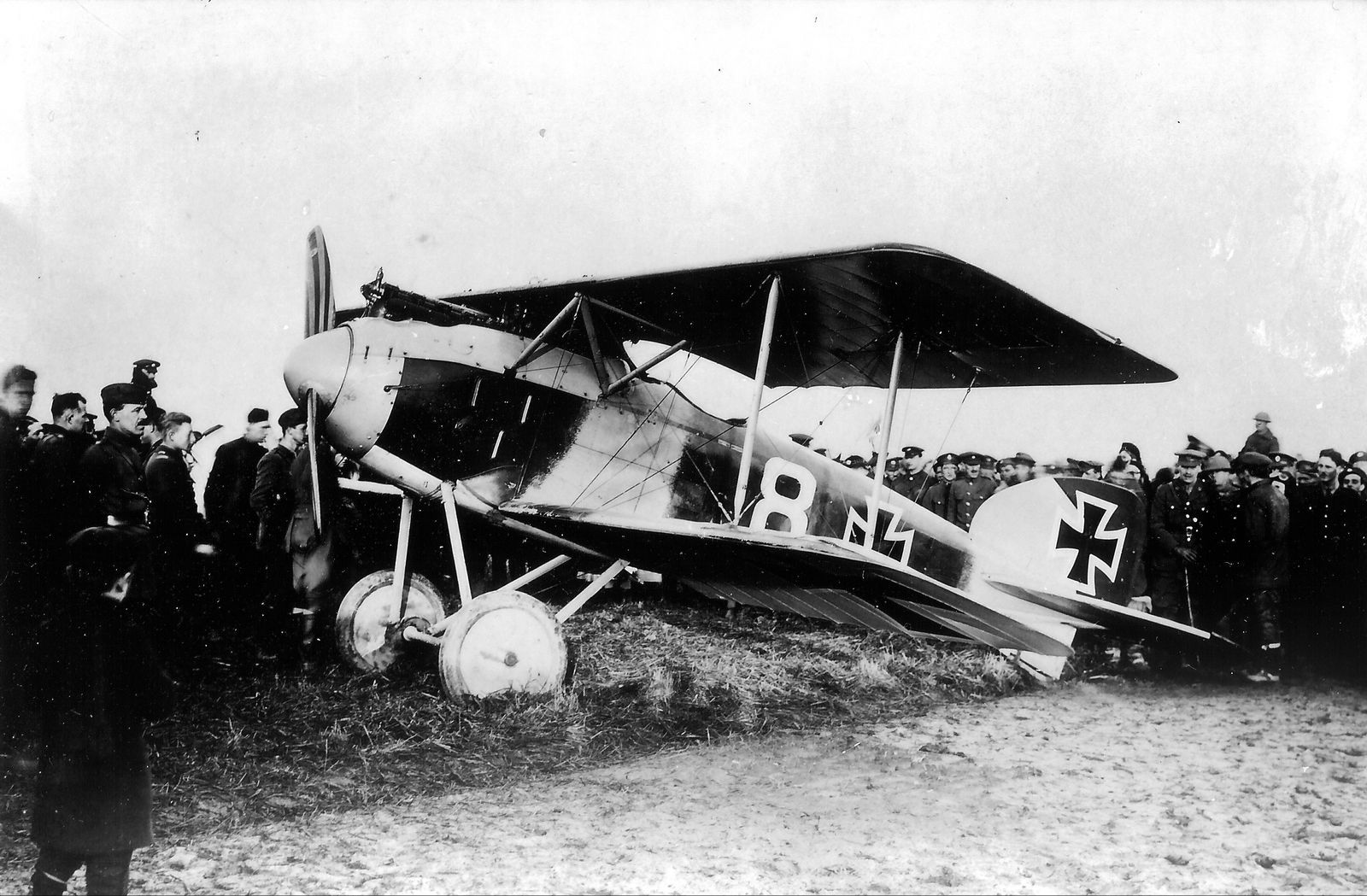 Albatros D.II OAW "White 8"