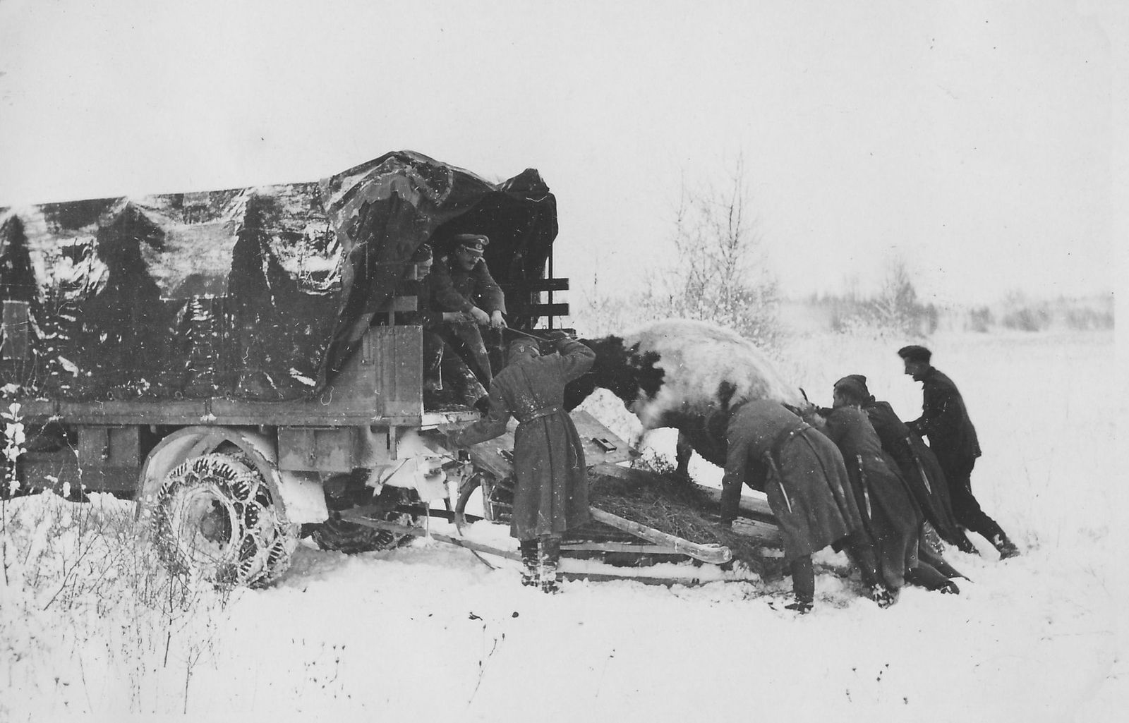 Germans liberating soviet cows