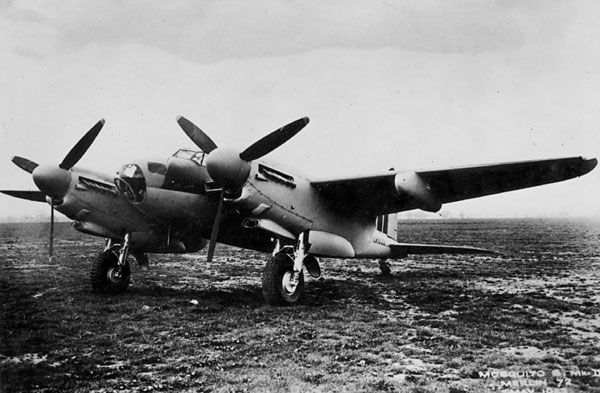 Mosquito at rest