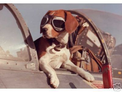 RAF  War Dog